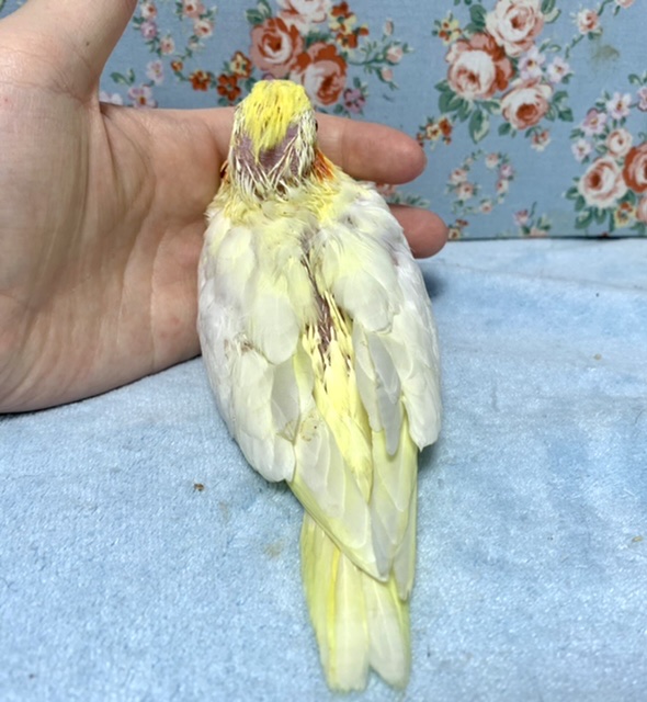 オカメインコ