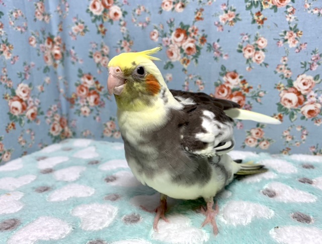 オカメインコ
