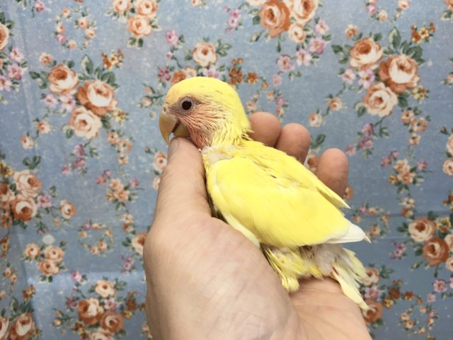 コザクラインコ（小桜インコ）