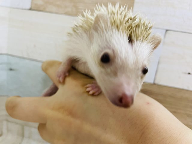 ハリネズミ（ヨツユビハリネズミ）