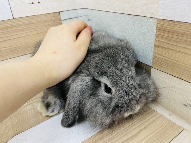 ロップイヤーラビット