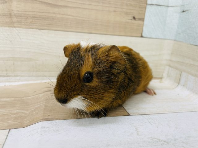 イングリッシュモルモット