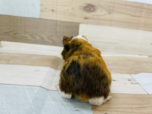 イングリッシュモルモット