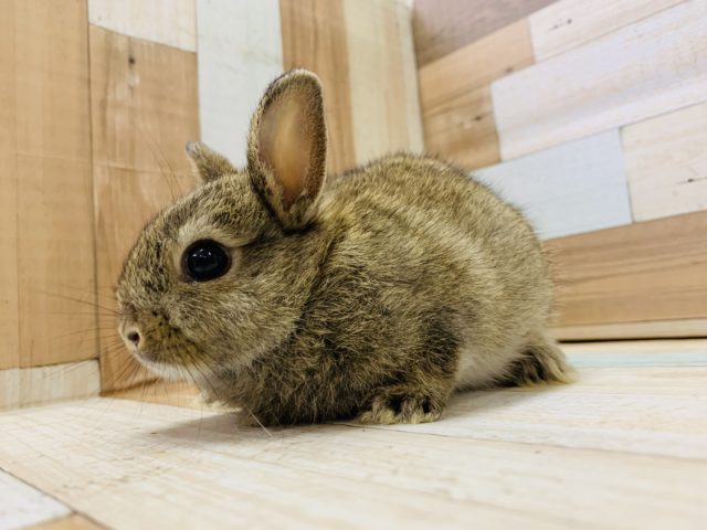 ドワーフラビット