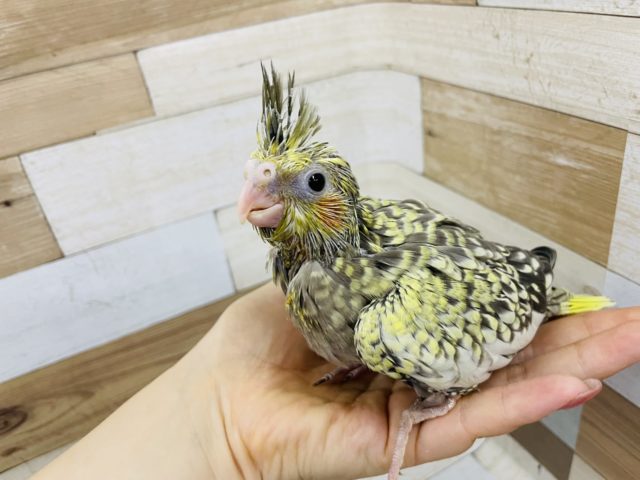 オカメインコ