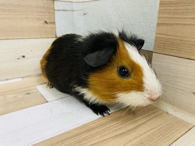 イングリッシュモルモット