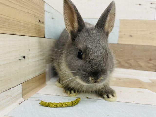 ネザーランドドワーフ