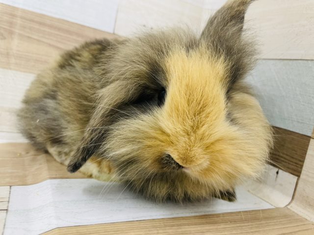 ロップイヤーラビット