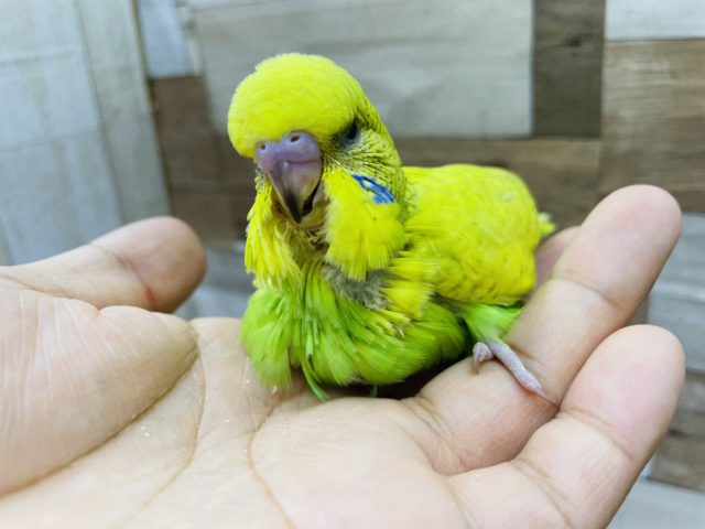 超ホヤホヤ最新画像♪手に乗ってきて降りない!?ジャンボセキセイインコヒナのスパングルカラー! ジャンボセキセイインコ