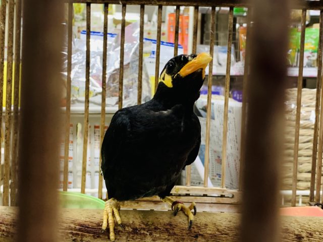 まだ小さめ!!九官鳥さん♪ 九官鳥(キュウカンチョウ)