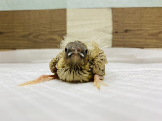 錦花鳥（キンカチョウ）