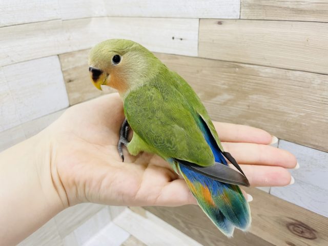 コザクラインコ（小桜インコ）