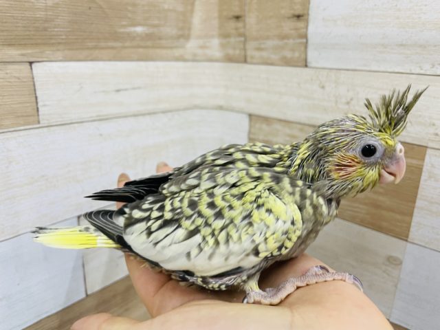 オカメインコ