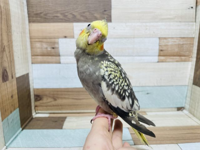 オカメインコ