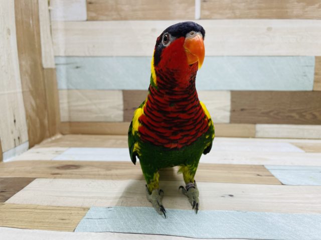 ズグロゴシキセイガイインコ