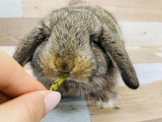 ロップイヤーラビット