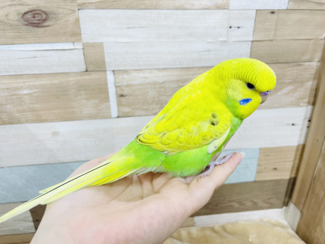 ジャンボセキセイインコ