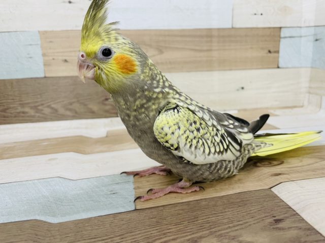 オカメインコ