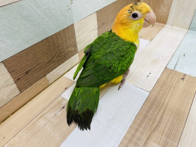 シロハラインコ