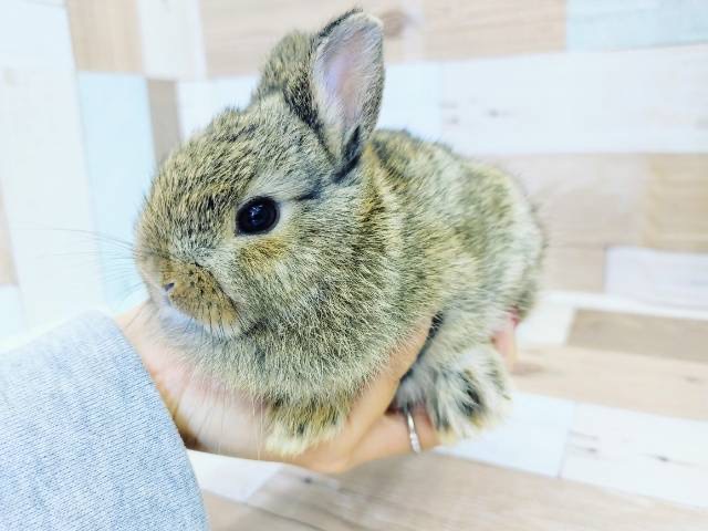 ネザーランドドワーフ