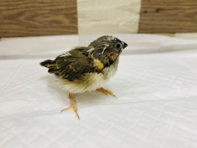 錦花鳥（キンカチョウ）