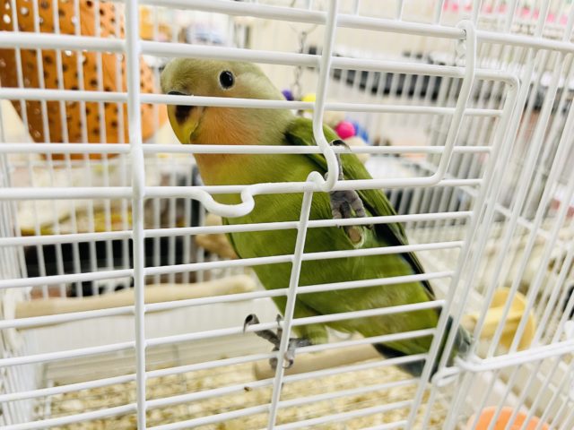 コザクラインコ（小桜インコ）
