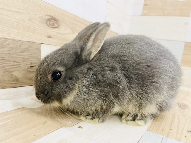 ネザーランドドワーフ