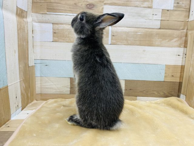 ネザーランドドワーフ