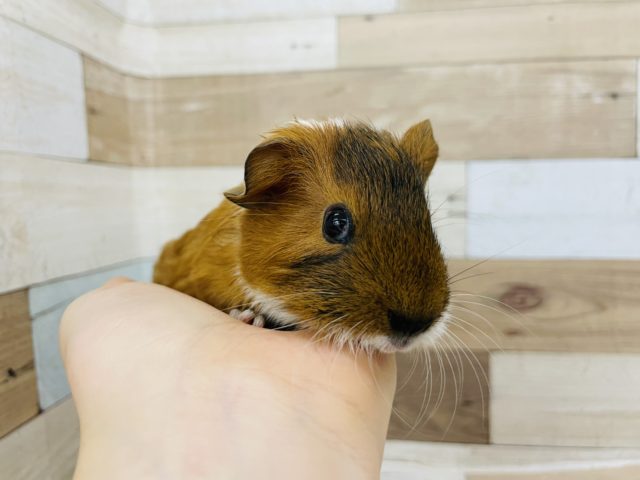 イングリッシュモルモット