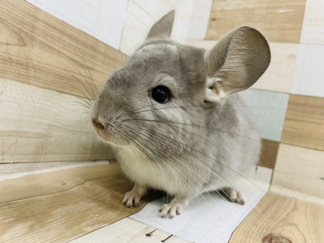 チンチラ