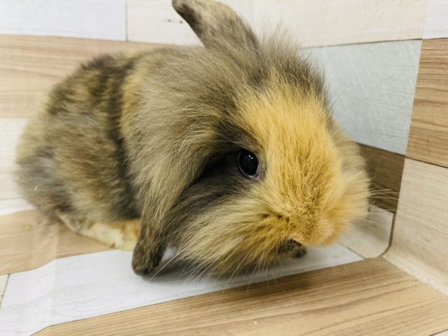 ロップイヤーラビット