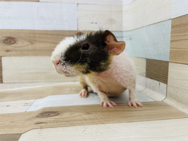 ウェアウルフ（スキニーギニアピッグ）