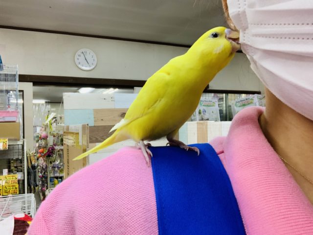 セキセイインコ