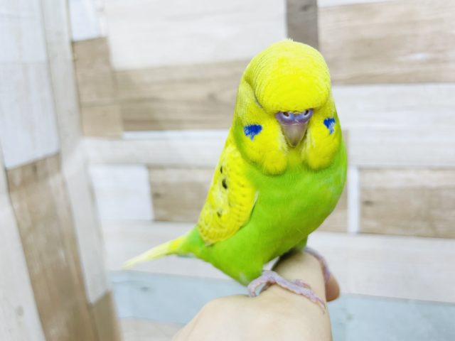 ジャンボセキセイインコ