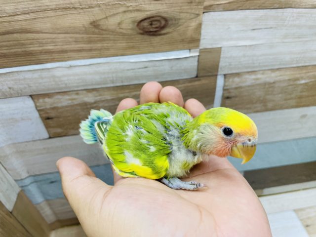 コザクラインコ（小桜インコ）