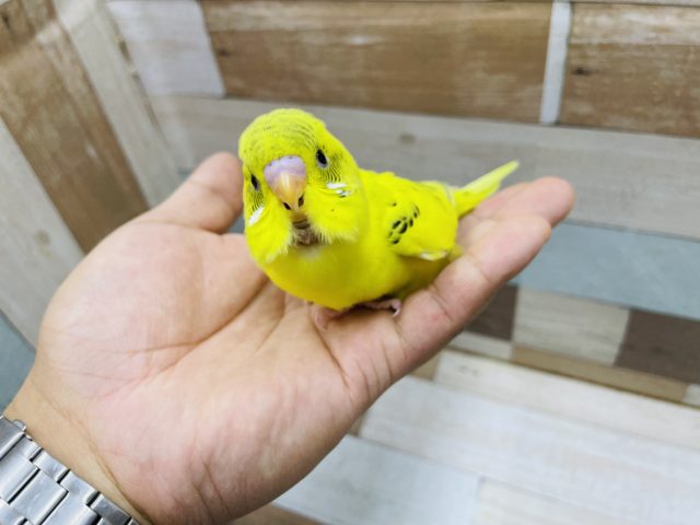 セキセイインコ