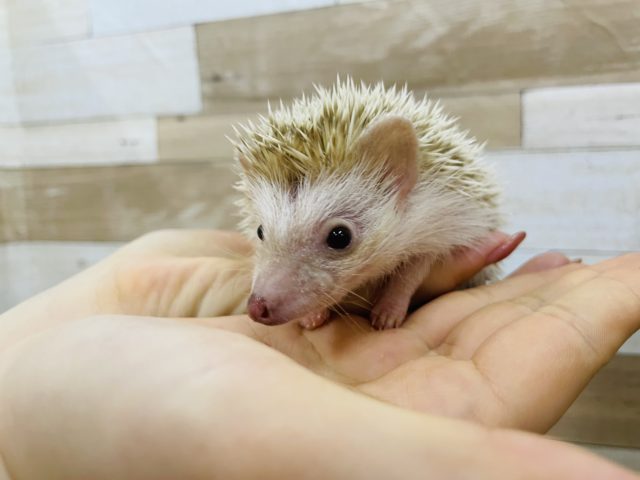 ハリネズミ（ヨツユビハリネズミ）