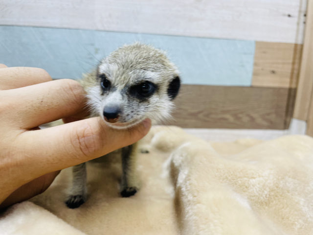 ミーアキャット