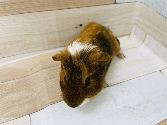 イングリッシュモルモット