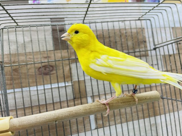 レモンカナリア