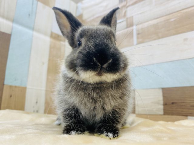 ネザーランドドワーフ