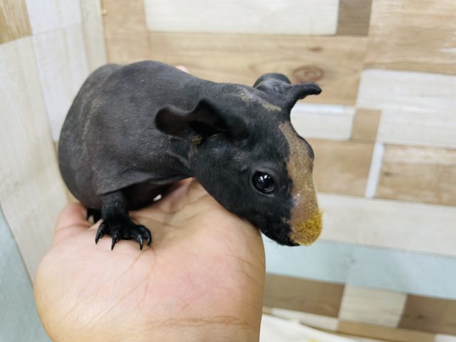 スキニーギニアピッグ