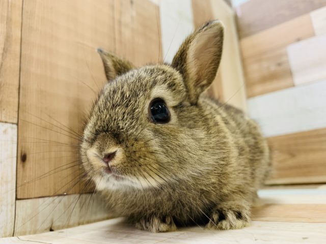 ドワーフラビット