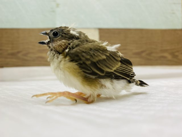 錦花鳥（キンカチョウ）