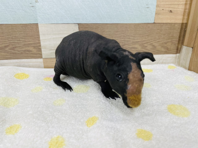 スキニーギニアピッグ