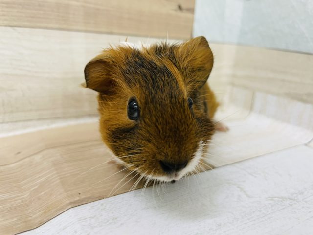 イングリッシュモルモット