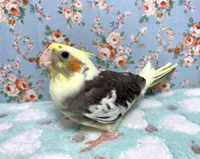 オカメインコ