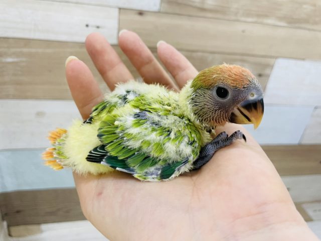 コザクラインコ（小桜インコ）