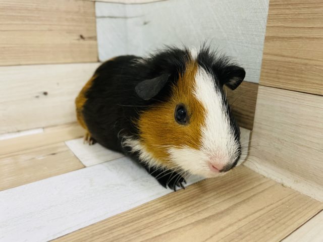 イングリッシュモルモット