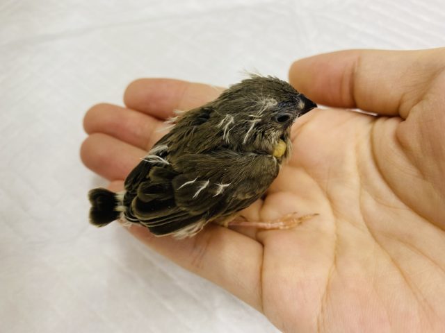 錦花鳥（キンカチョウ）